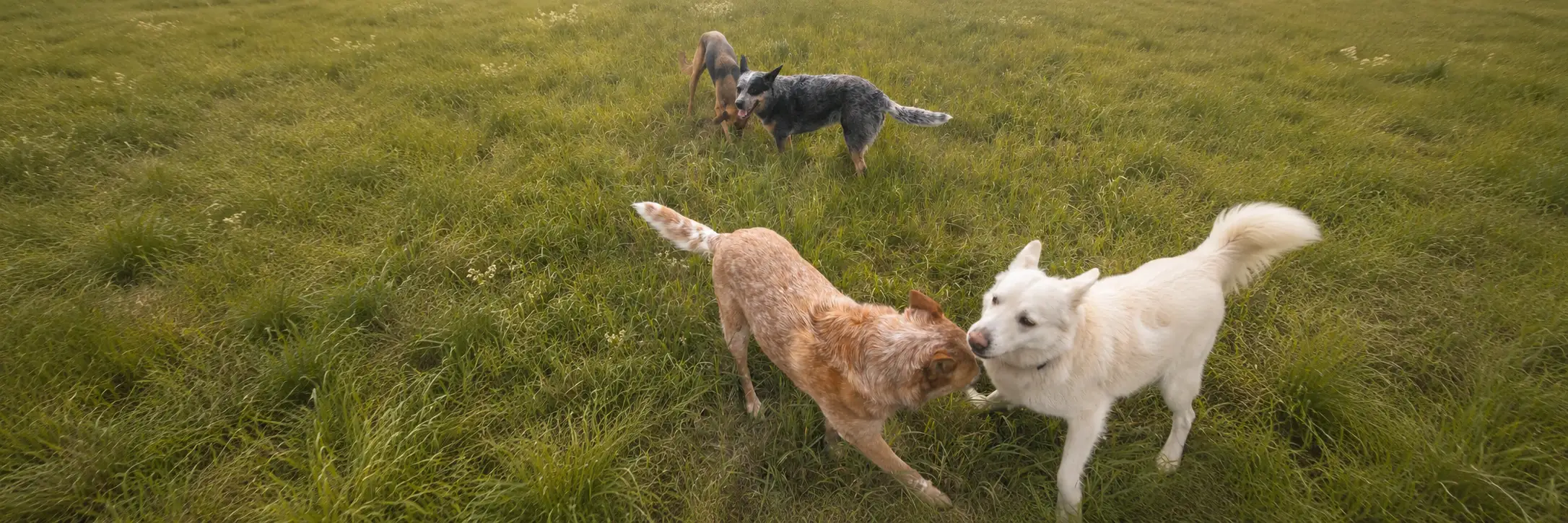 Hundegruppe beim Gruppenspaziergang im Feld bei Hameln