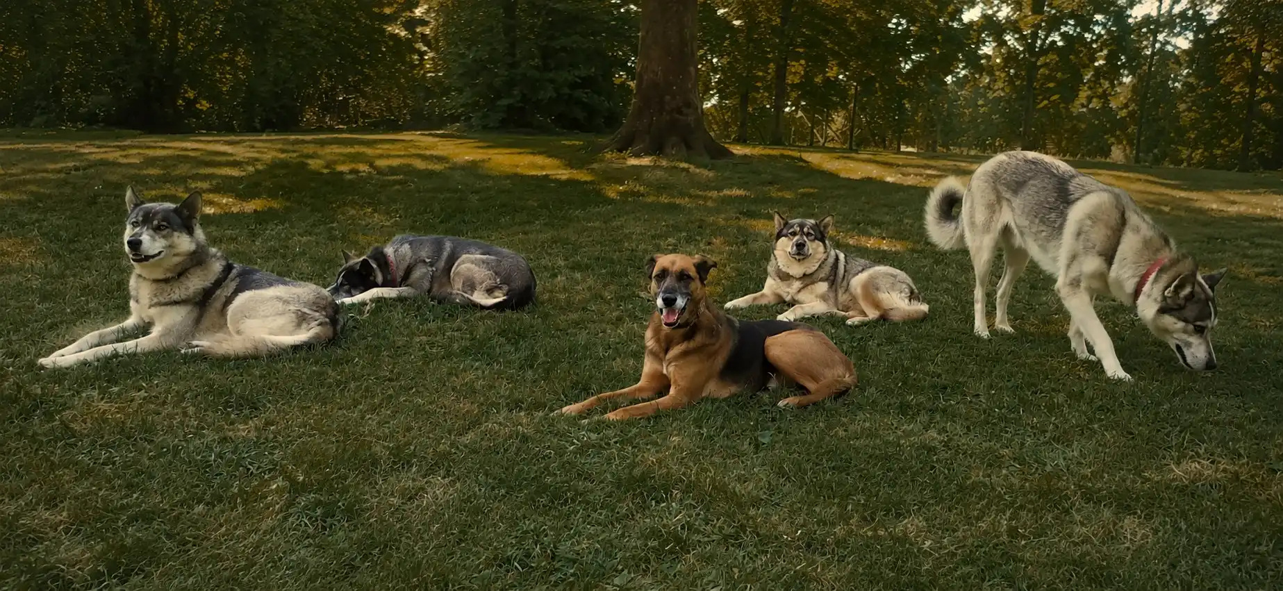 Entspannte Hundegruppe nach dem Gruppenspaziergang im Park - Wiesenpfoten Dogwalking, Raum Hameln